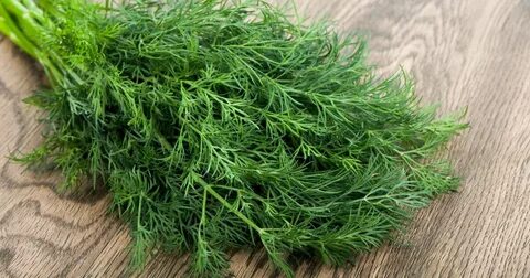 تصویر 1 از شوید خشک صادراتی + ارزان ترین قیمت